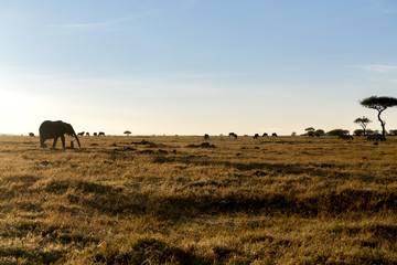 Fototapeta na wymiar group of herbivore animals in savannah at africa