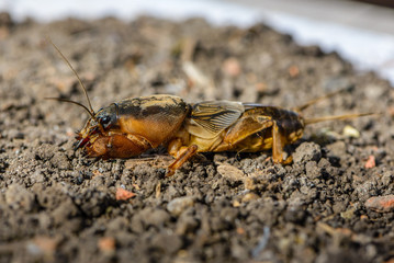 The portrait of a large insect living in the land - gryllotalpa