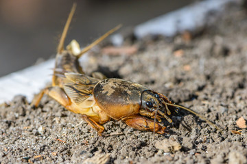 The portrait of a large insect living in the land - gryllotalpa