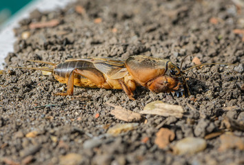 The portrait of a large insect living in the land - gryllotalpa