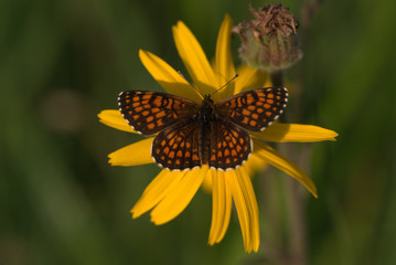 Wachtelweizen-Scheckenfalter auf Arnika