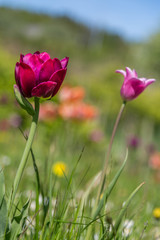 Obraz na płótnie Canvas Tulip In The Summer Garden