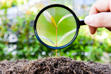 human hand is using magnifying glass to the growing plant