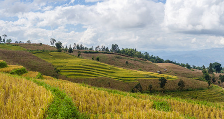Obraz premium Pa Pong Piang Rice terraces, Mae Cham, Chiang Mai, Thailand.