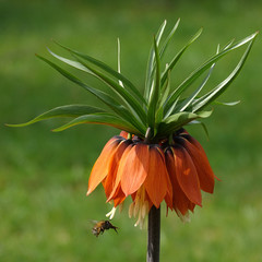 Fritillaria imperialis oder Kaiserkrone mit Biene im Anflug