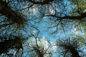 Jungle forest trees bottom view in autumn winter with branches without leaves at a park in a sunny day blue sky nature background photo