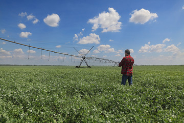 Farmer or agronomist examining pea field with irrigation system using tablet