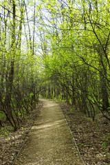 Nature landscape view of a pathway in a green forest on spring times with green leaves and trees