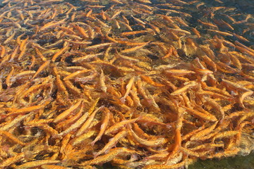 A lot of orange floating fish, trout farming