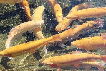 A lot of calm yellow floating fish, trout farming