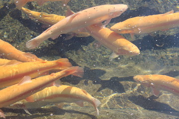 A lot of calm yellow floating fish, trout farming