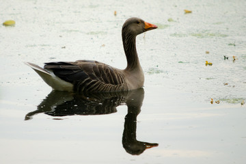 Duck in pond