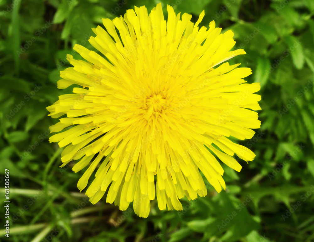 Wall mural dandelion flower in garden on a spring summer day macro closeup view with background of green grass 