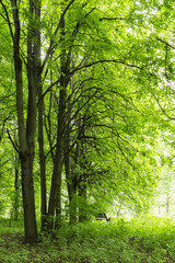 Fototapeta premium Lonely bench between trees in a green forest on a spring summer day with various kinds of fresh plants nature park and outdoor landscape