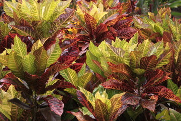 verdure rougeoyante vivace