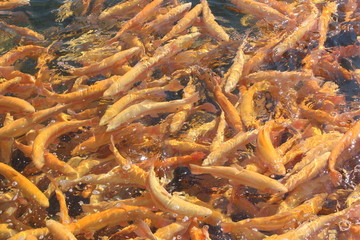 A lot of orange floating fish, trout farming
