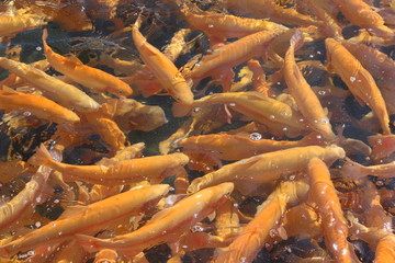 A lot of orange floating fish, trout farming
