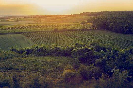 Vineyards on evening around the hill.