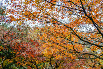 Tree leaves changing colour as the background