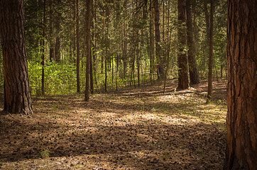 Sunny clearing in the forest on a summer day with shadows from the pine trees