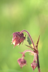Bachnelkwurz beim blühen