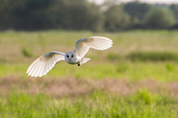 Obraz premium Barn Owl (Tyto Alba) hunting in rural countryside