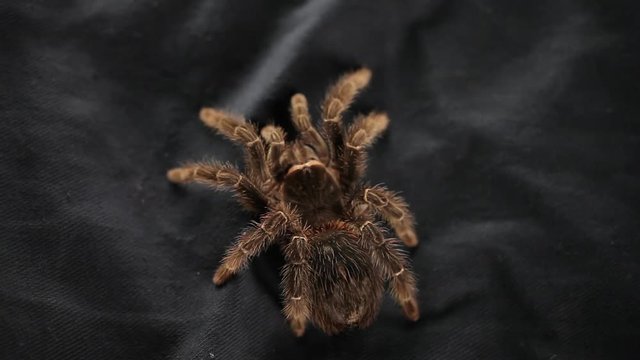 The spider crawls on a black cloth