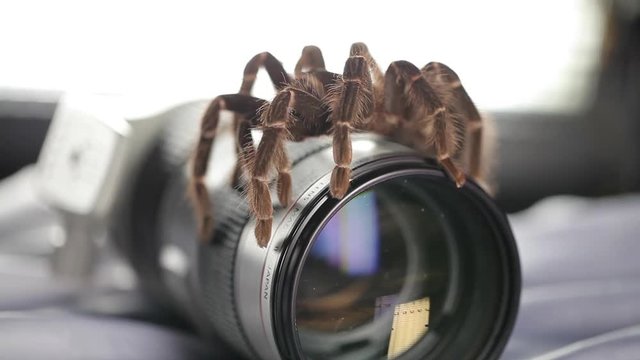 Spider and Cannon Lens
