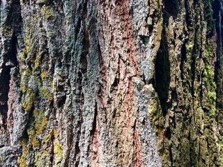 Detailed Tree Trunk With Green And Brown Bark