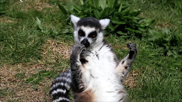 lemur catta enjoy the sun

