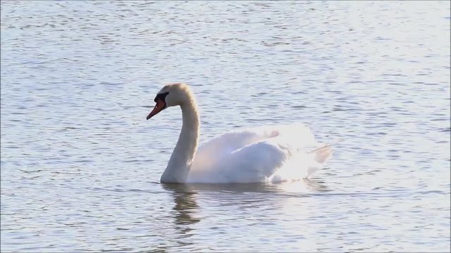 swan in water with sun reflections  
