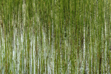 water plants reflection background green