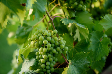 Grapes In Vineyard 