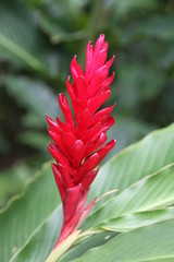 Guzmania