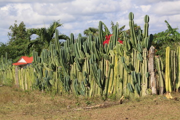 haie de cactus cubains