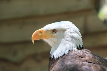 Rapace.