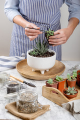 Planting mini garden of succulents