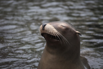 Fototapeta premium Smile