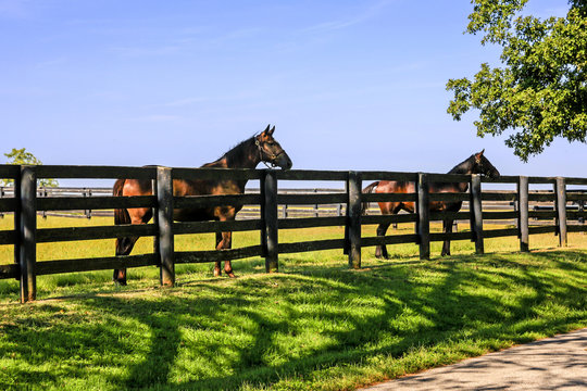 Horses enjoying the summer sunshine at farms around Versailles nr Lexington, KY, the State known as the "Horse Capital of the World".