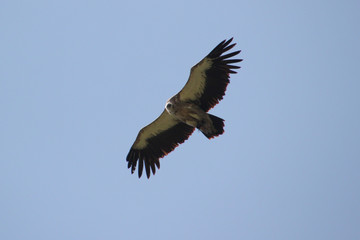 Rapace.