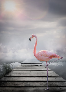 Fototapeta Flamant rose monde imaginaire