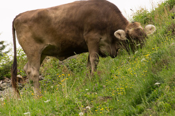 Alpen Kuh