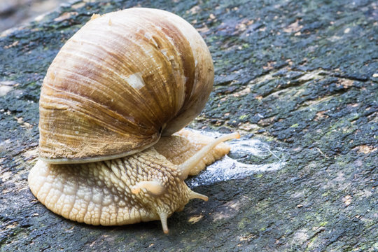 Snail on old wooden surface