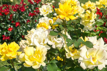gelbe rosenpracht