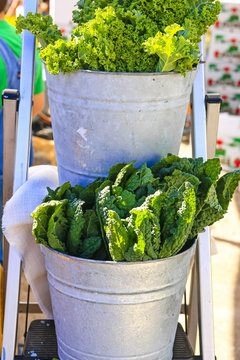 Romain lettuce in a tin bucket at the farmers market in Punta Gorda, FL