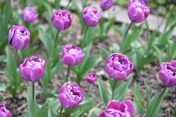 Fototapeta premium Tulipes violettes au jardin au printemps