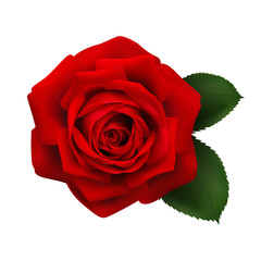 Реалистичная красная роза