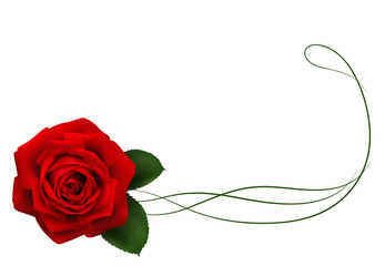 Реалистичная красная роза, оформление нижней границы, угол.