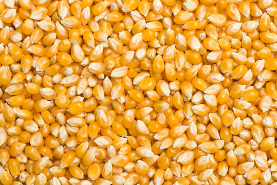 Raw popcorn seed background