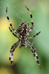 Spinne